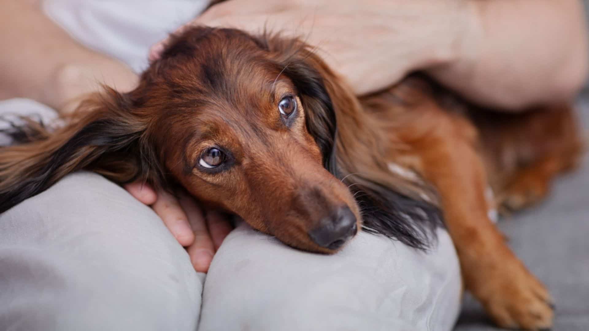 dog lying in his owner's lap