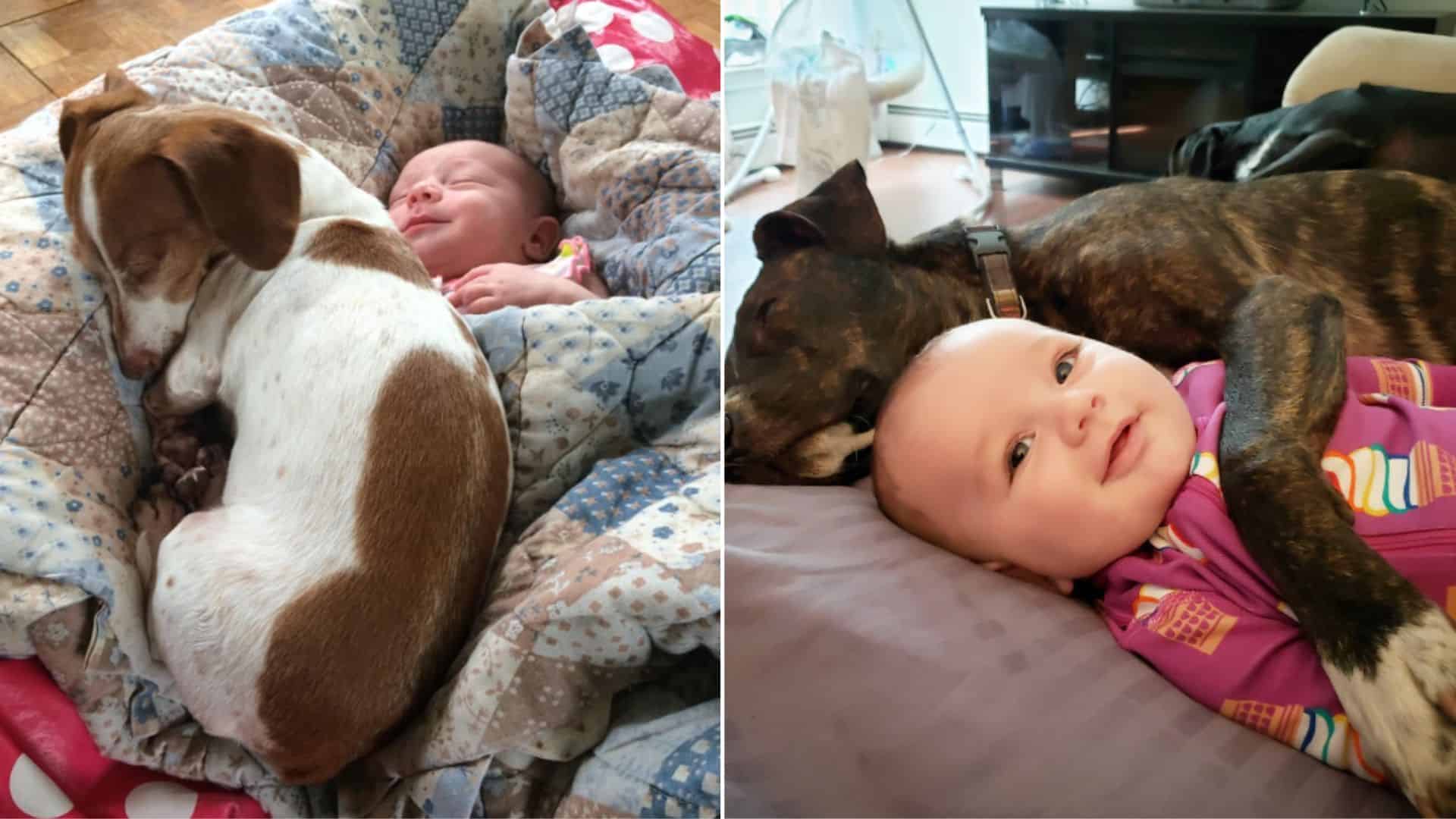 amazing pictures of a dog and a child