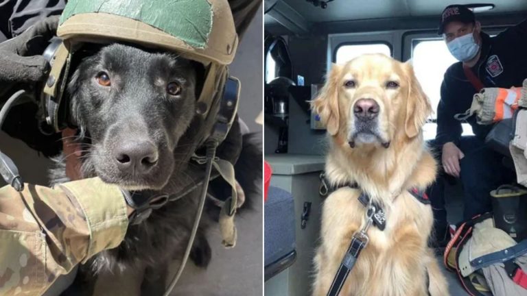 hardworking dogs