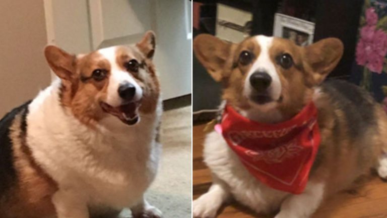 dog before and after weight loss