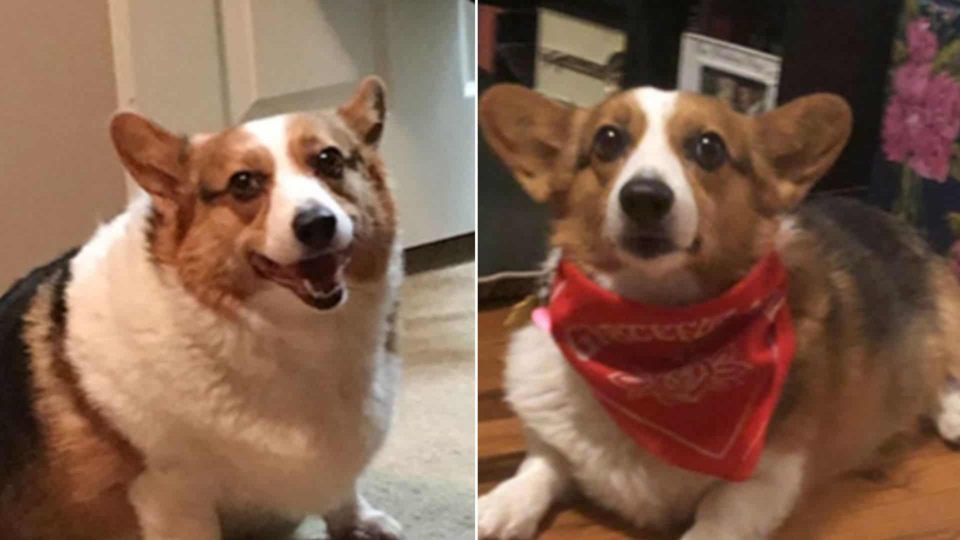 dog before and after weight loss