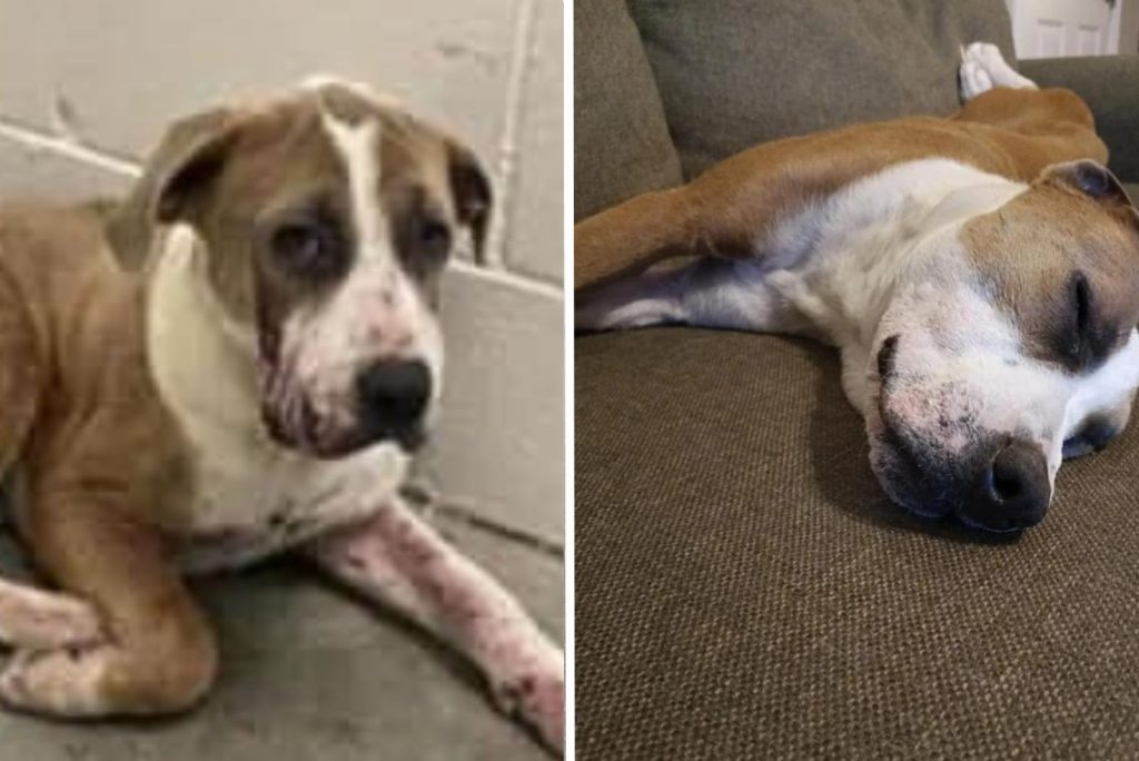 dog before and after adoption