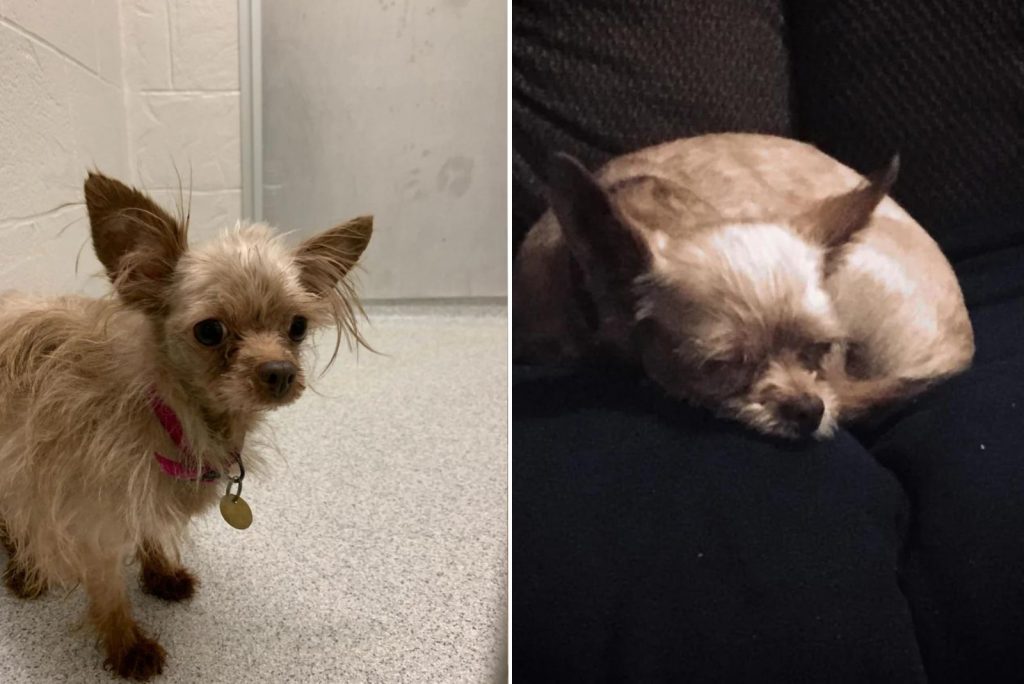 small fluffy dog before and after adoption