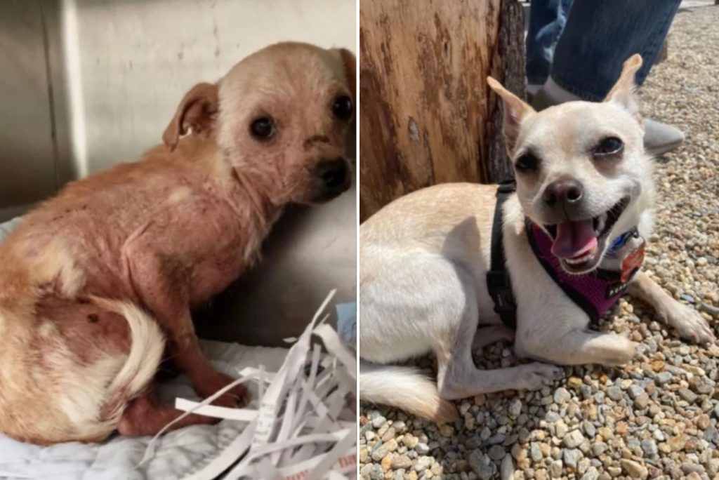 small terrified dog before and after adoption