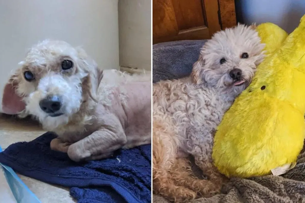 white fluffy dog before and after adoption