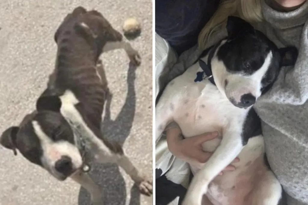black and white dog before and after adoption