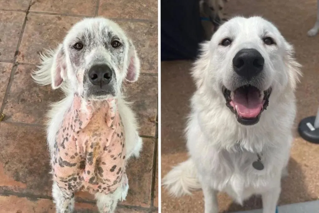 white dog before and after adoption