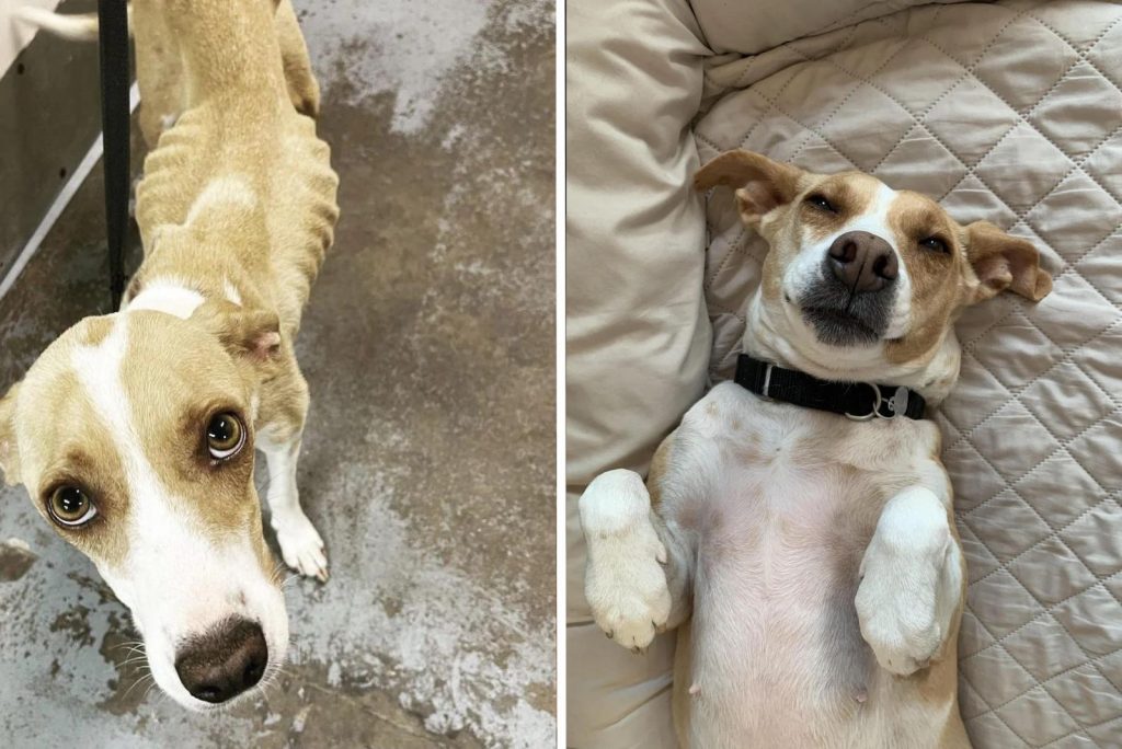 starving dog before and after adoption