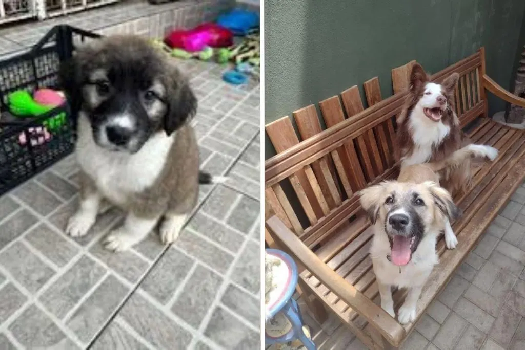 fluffy puppy before and after adoption