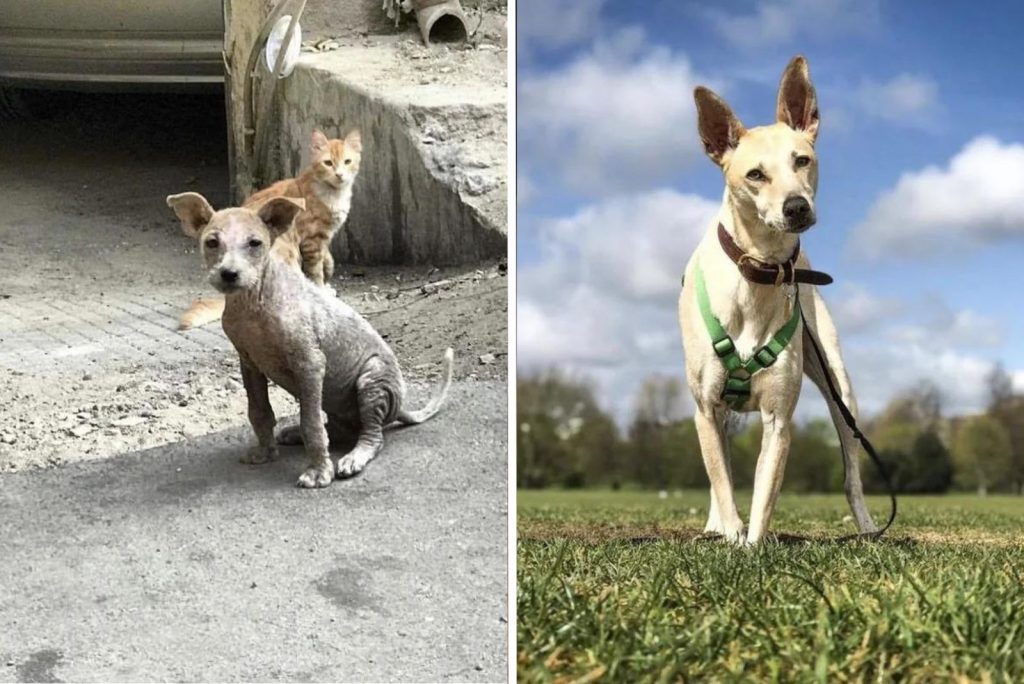 sad puppy before and after adoption