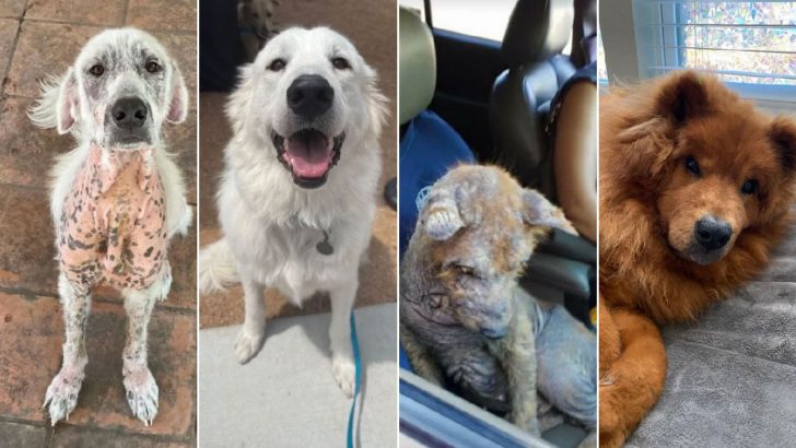 19 Before And After Adoption Photos That Prove Dogs Deserve All The Best