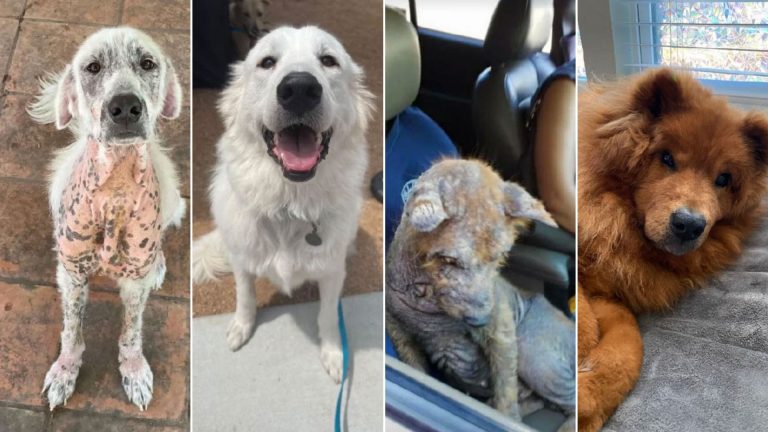 dogs before and after adoption