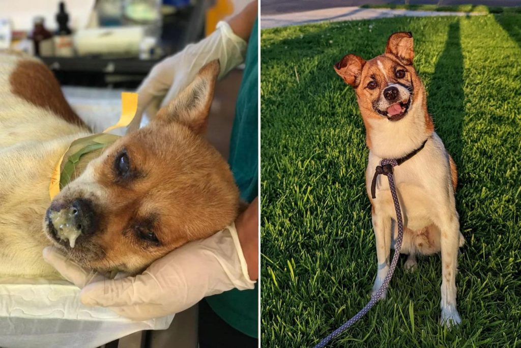 rescued dog before and after adoption