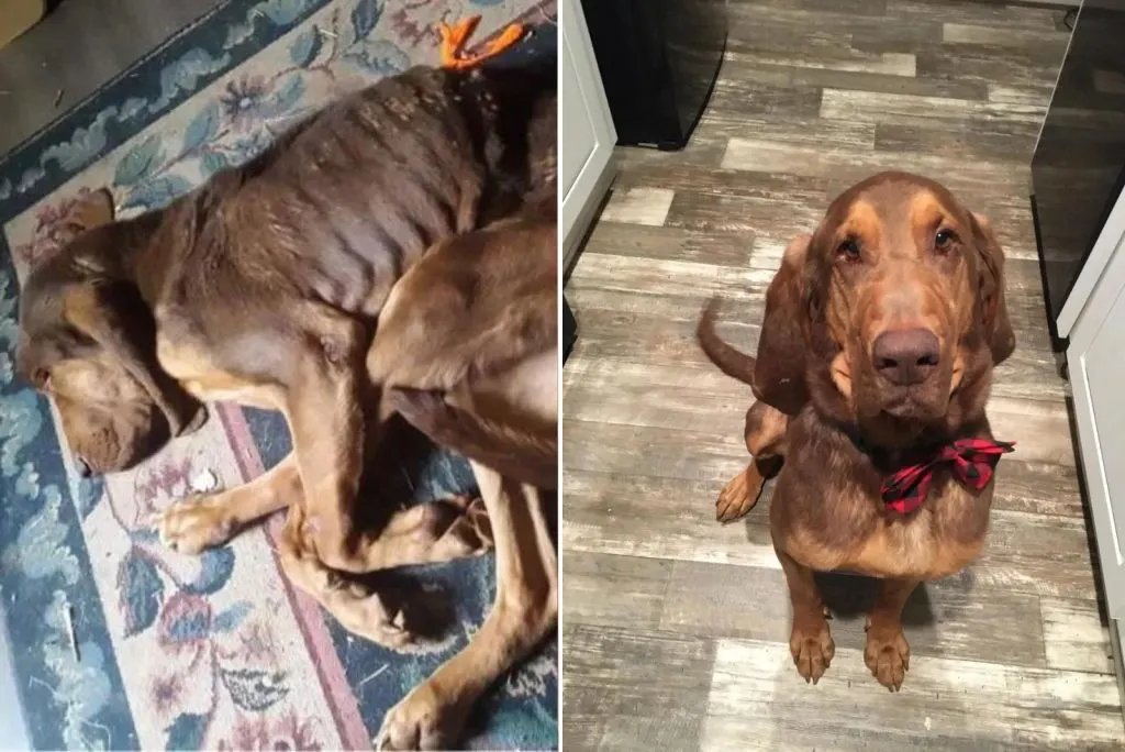 brown dog before and after adoption