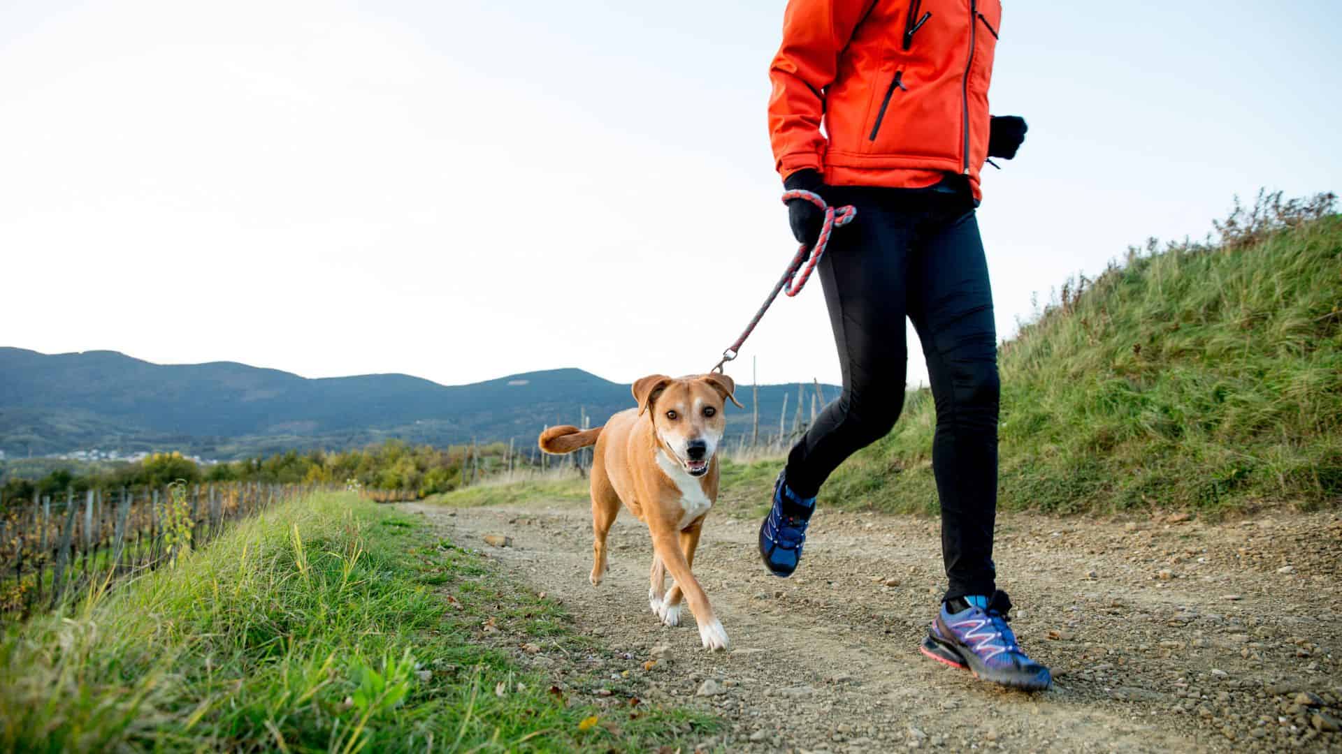 dog jogging with his owner