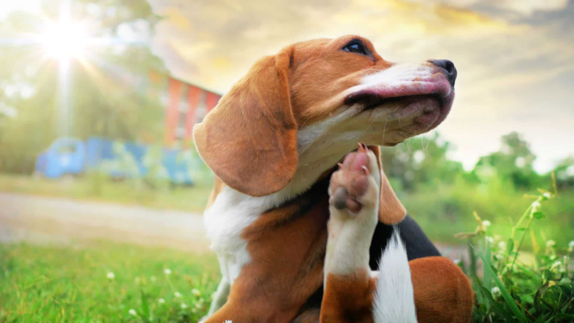 dog rubbing his neck