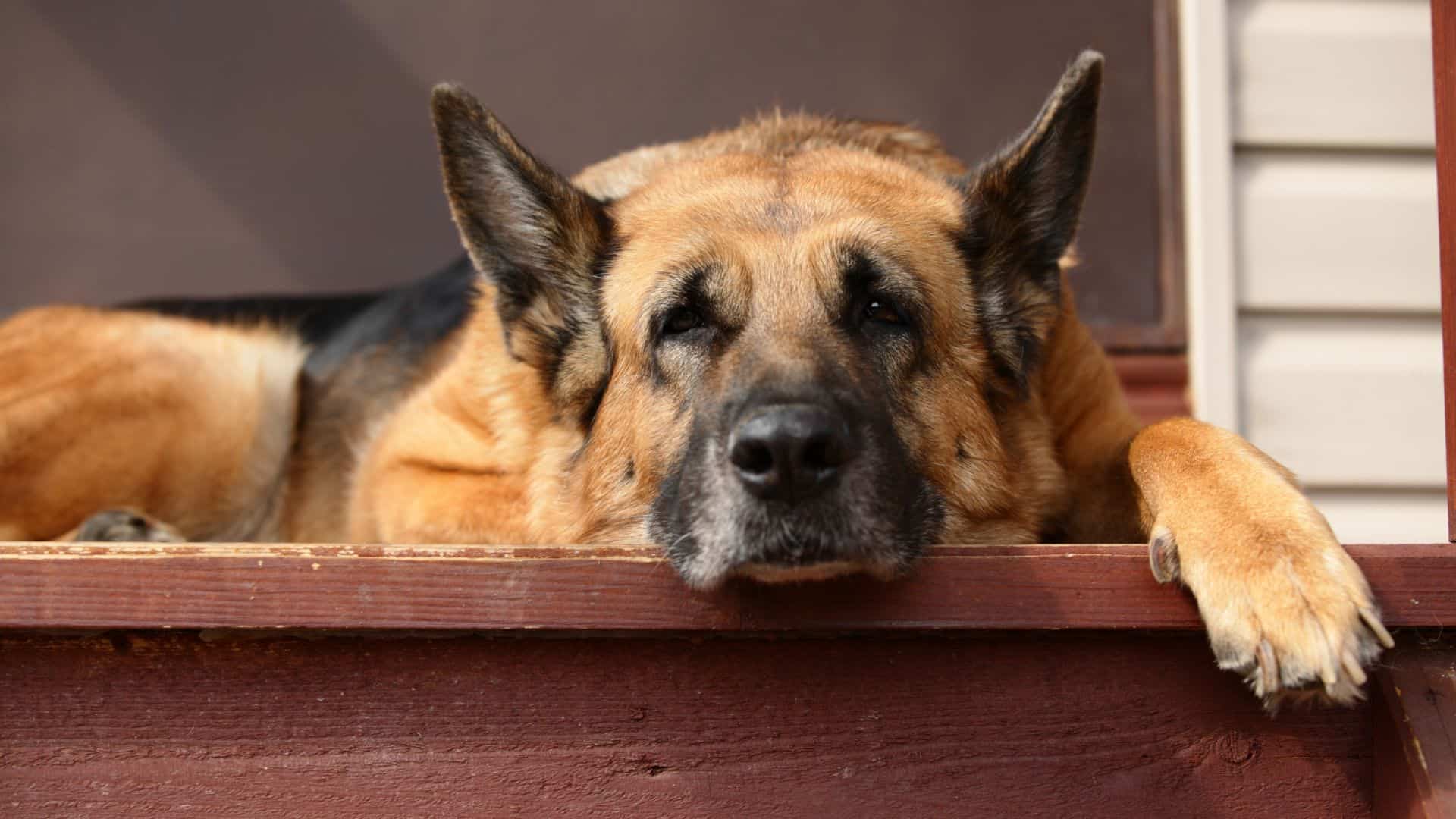 german sheperd with a fever