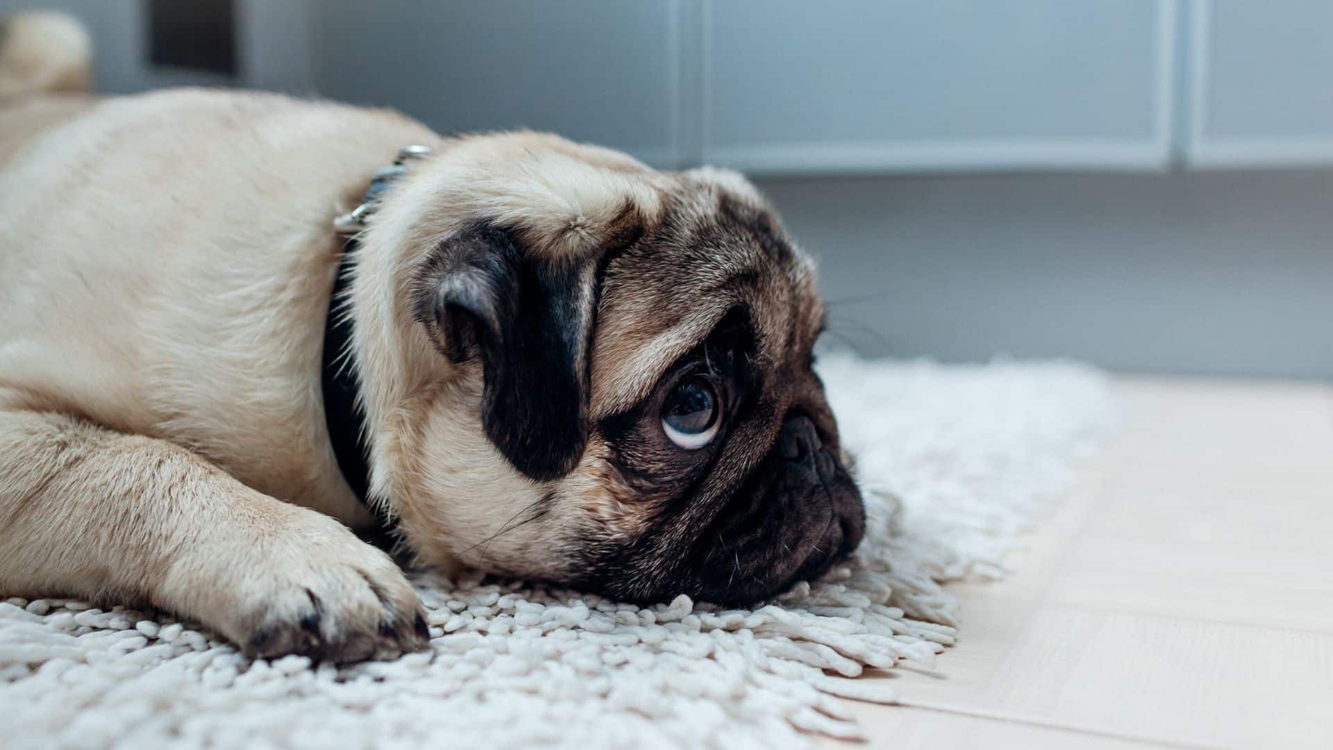 sad dog lying on the carpet