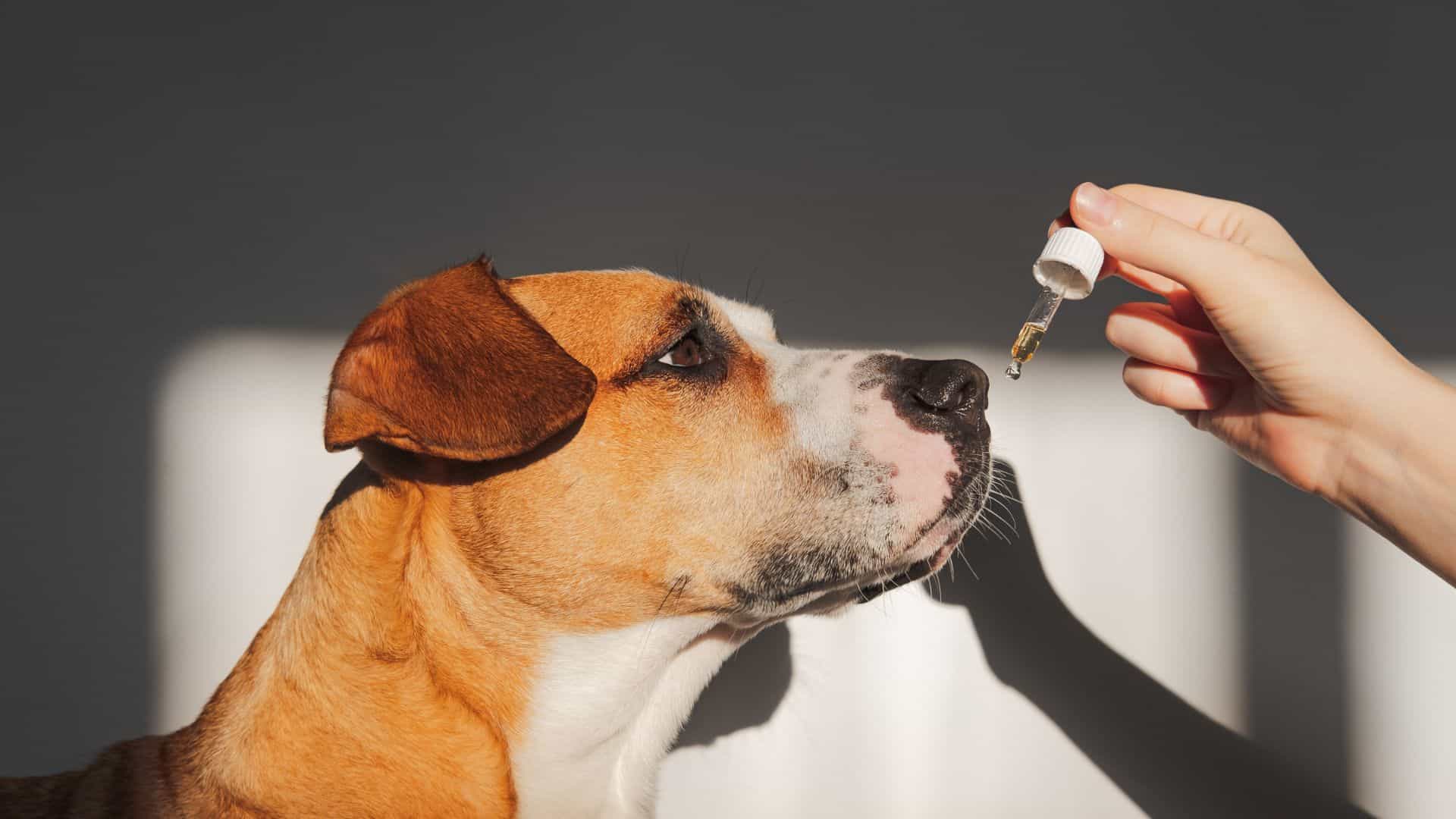 owner giving sedative to his dog