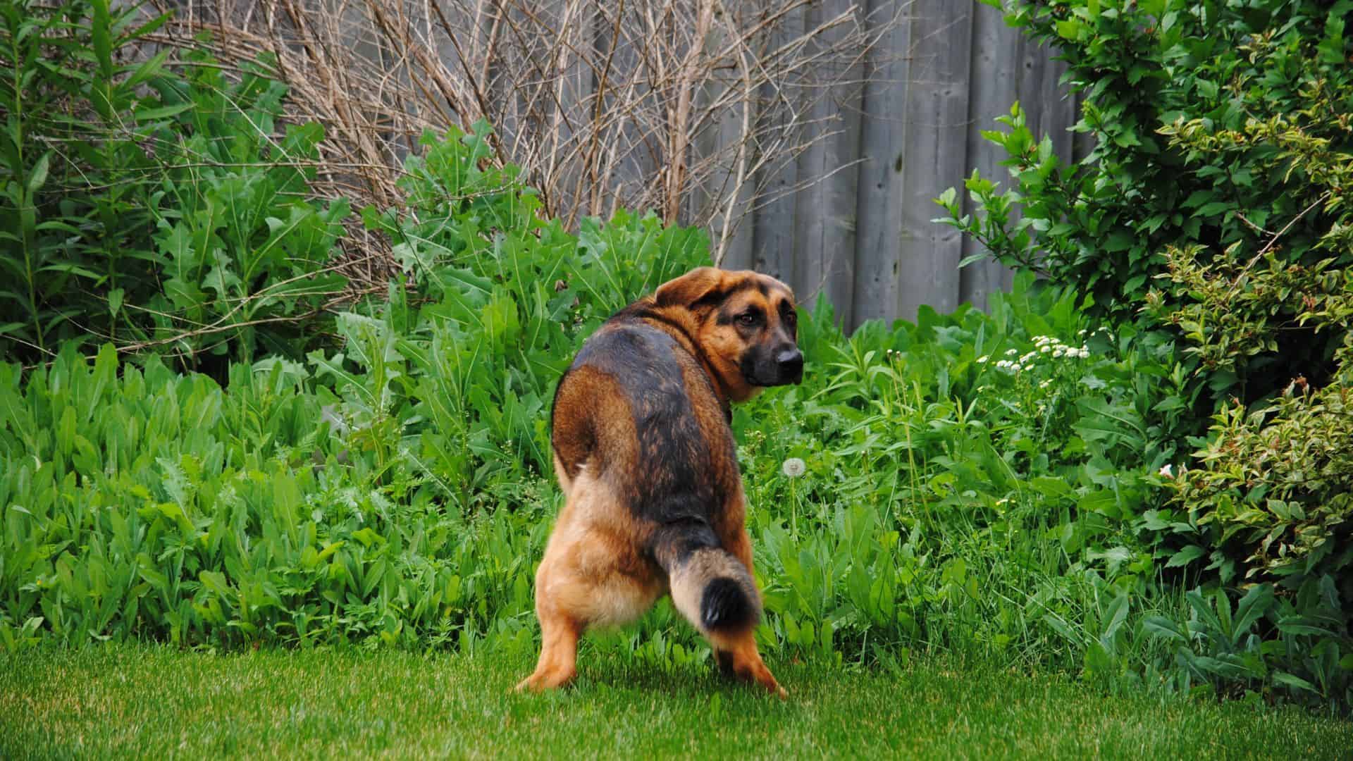 dog pooping in the garden