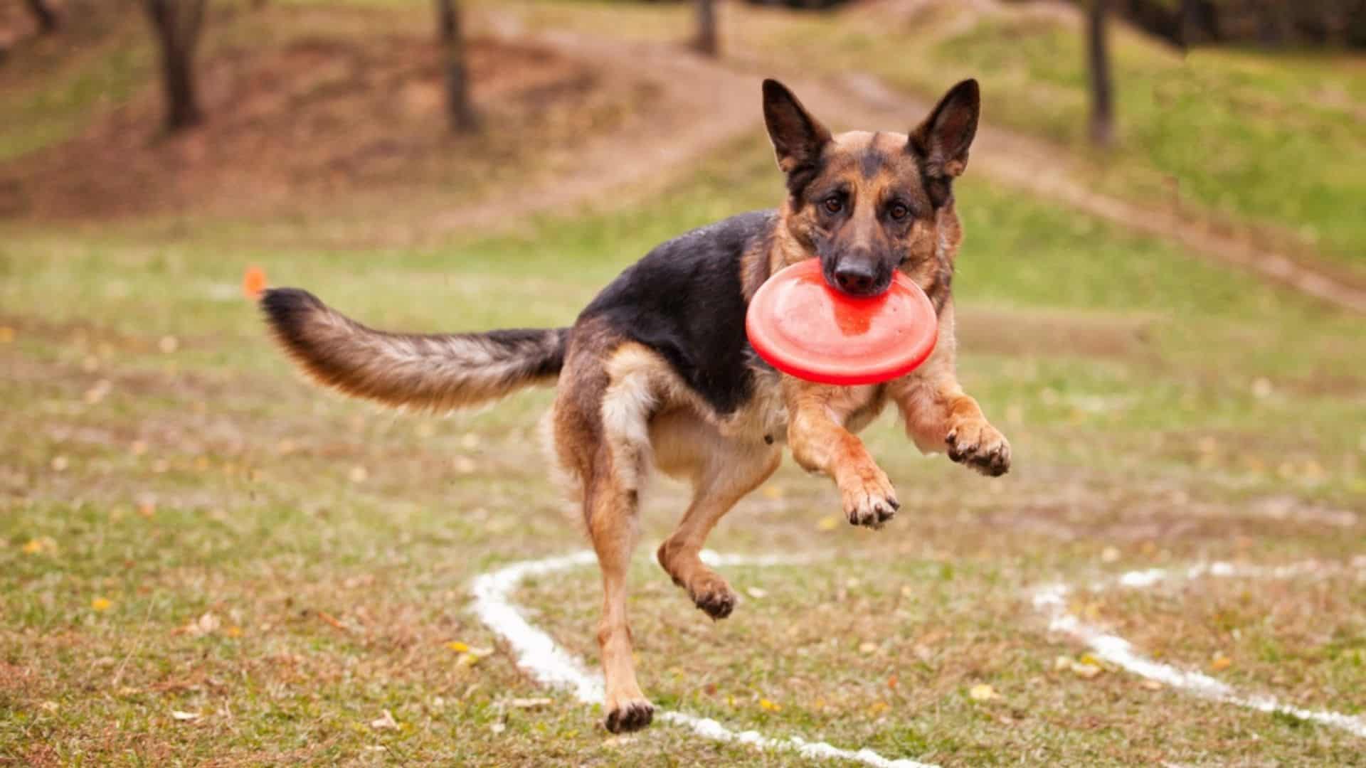 german shepherd dog playing outdoors