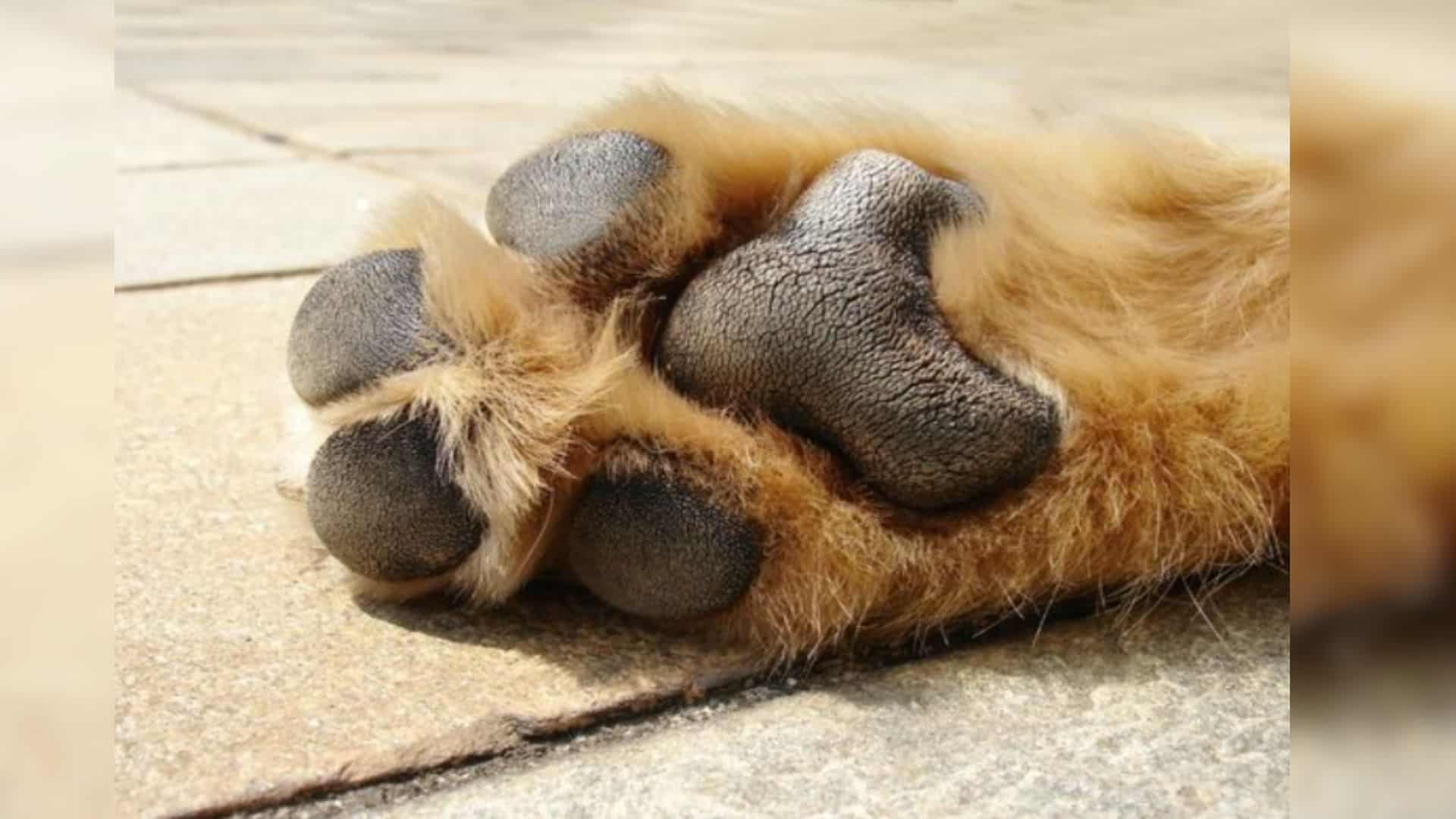 5 Easy Ways To Avoid Burned Dog Paws This Summer