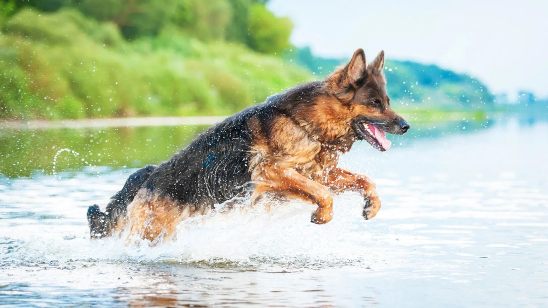 german shepherd running on water