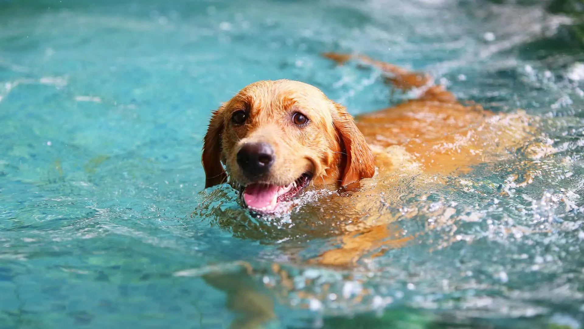dog swimming in a pool