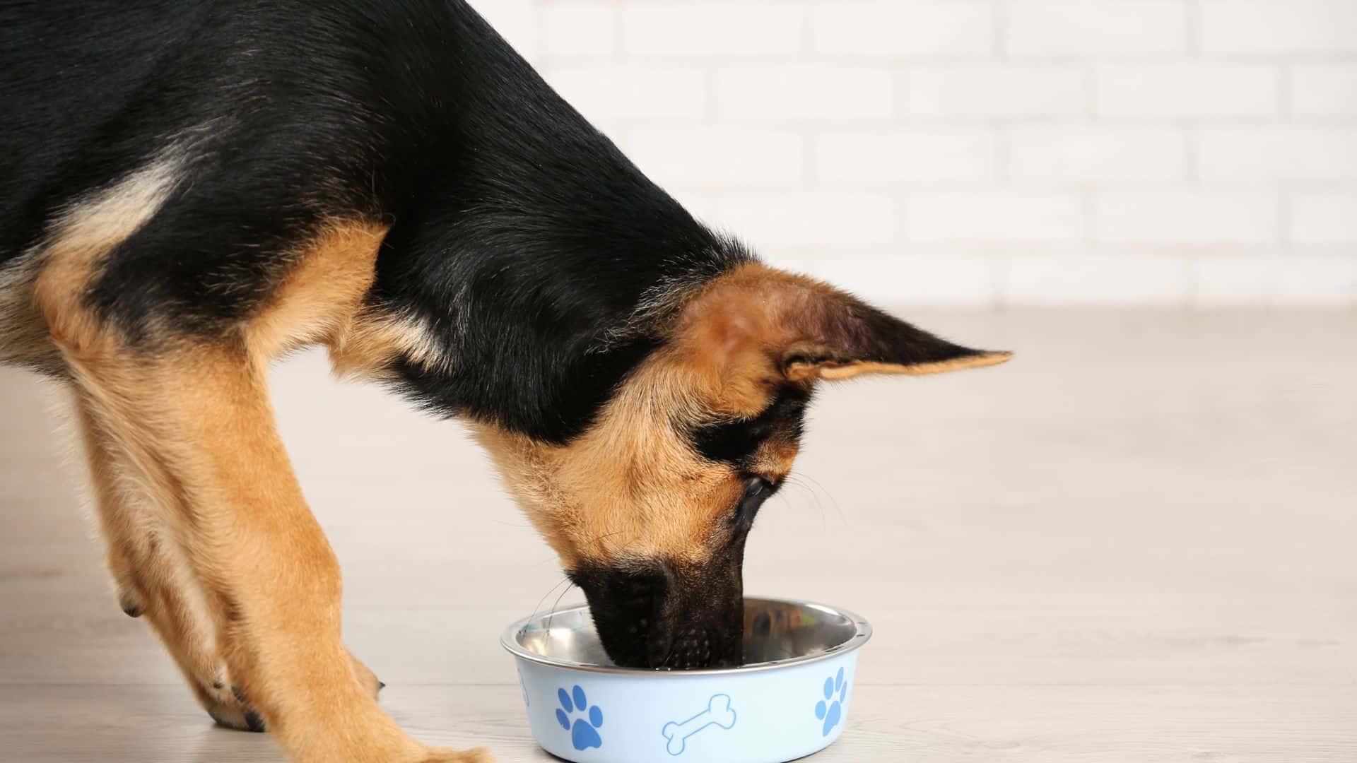 dog eating from a bowl