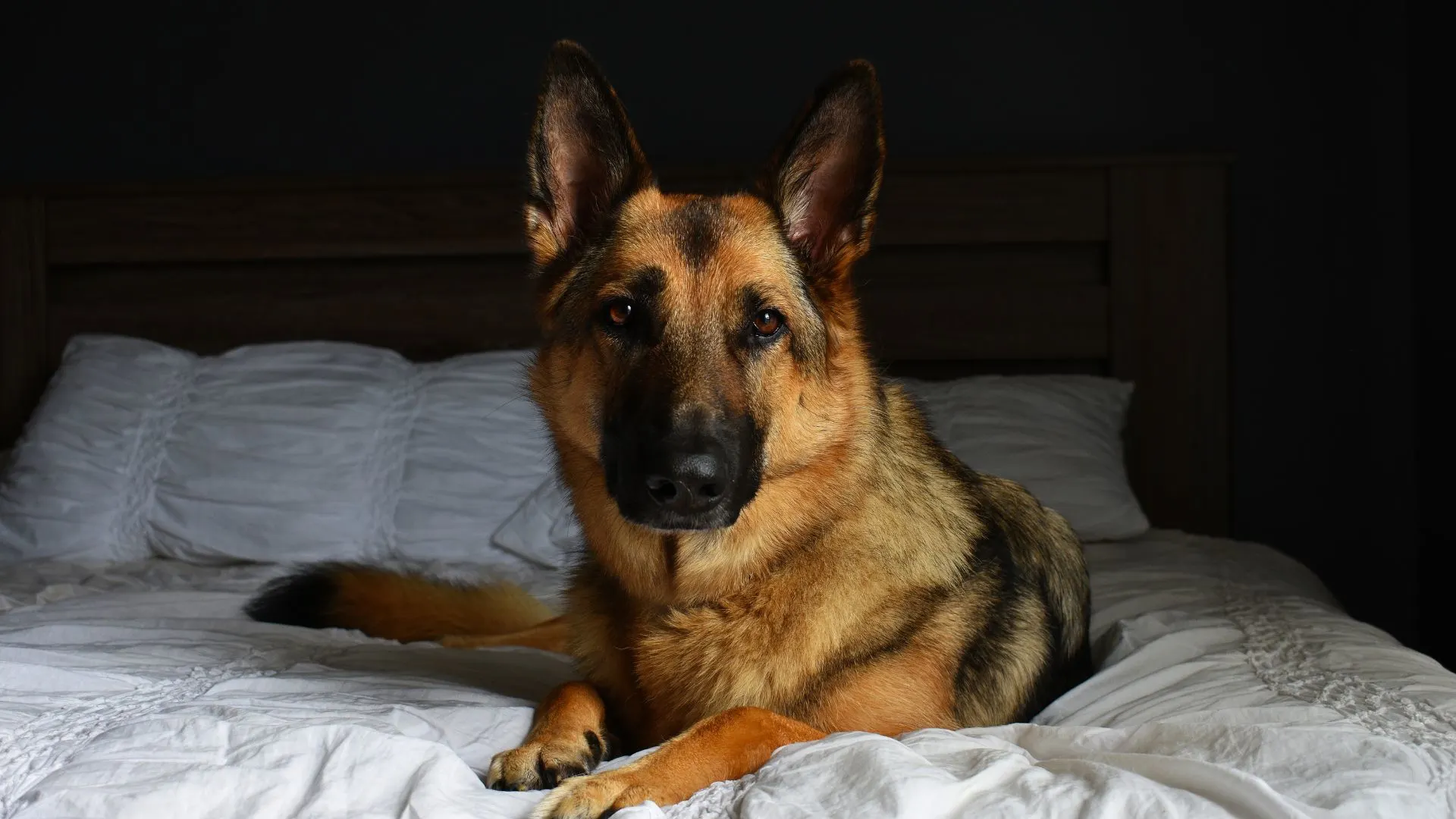 german shepherd is sitting on the bed
