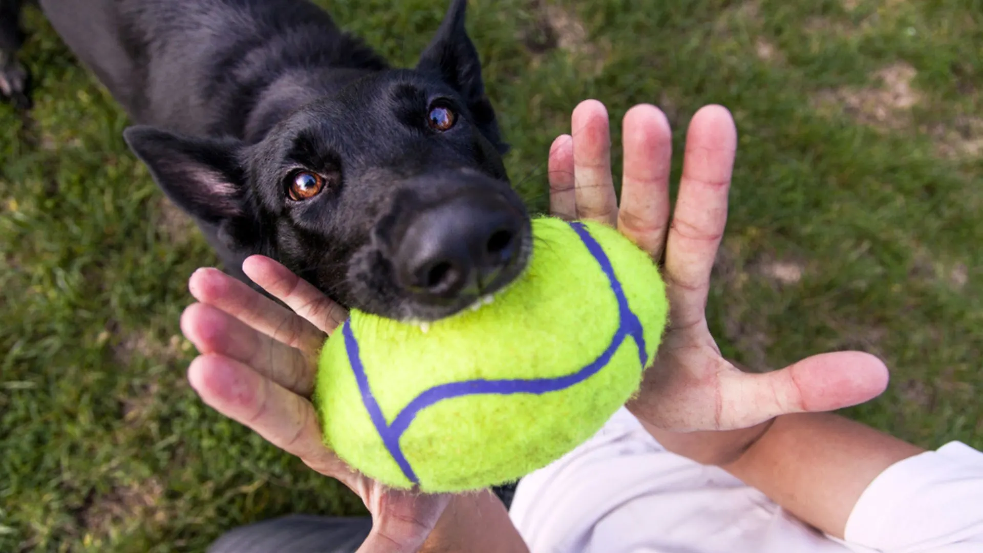 young german shepherd biting into a ball while playing