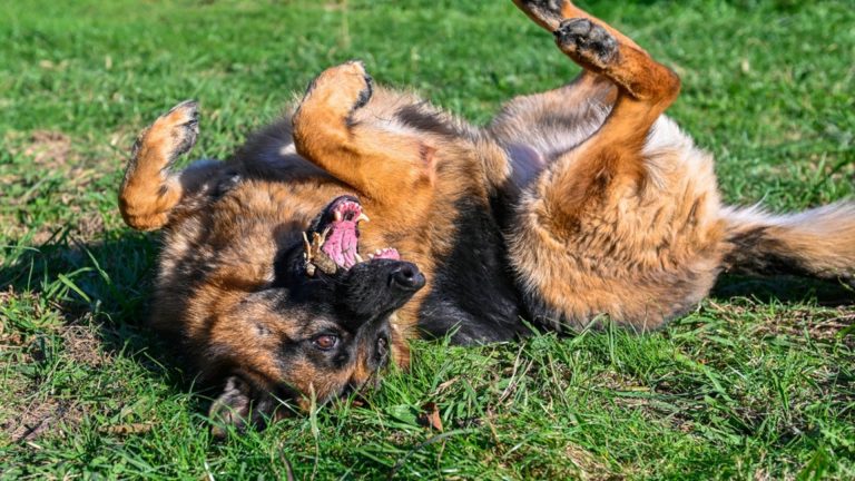 german shepherd roll on the grass