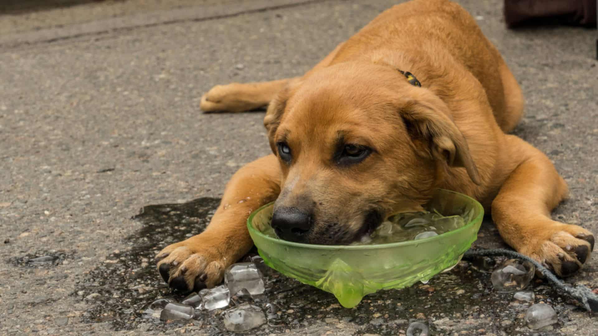 stray dog during a hot summer