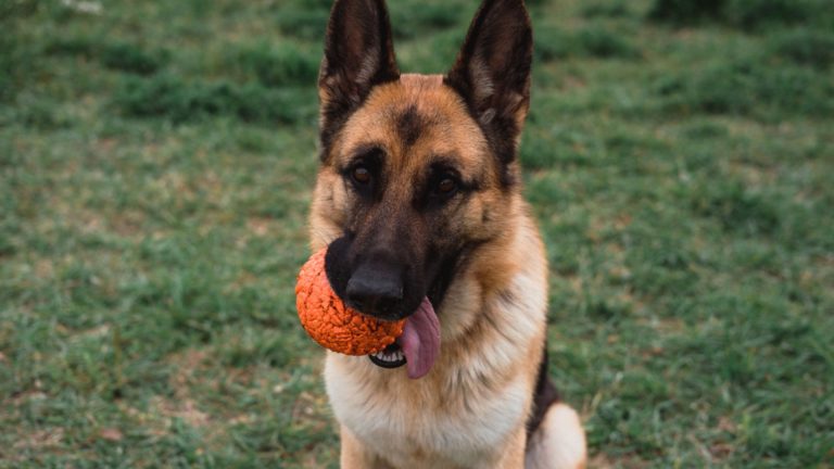 german shepherd dog with toy in his mouth