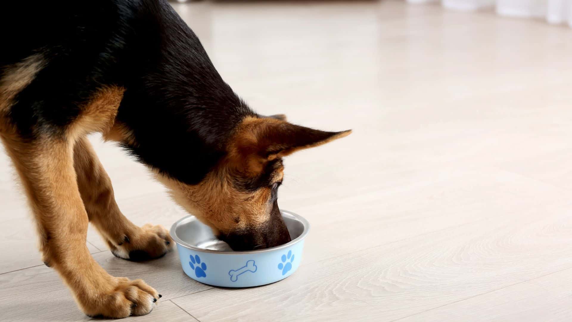 german shepherd dog eating from a bowl
