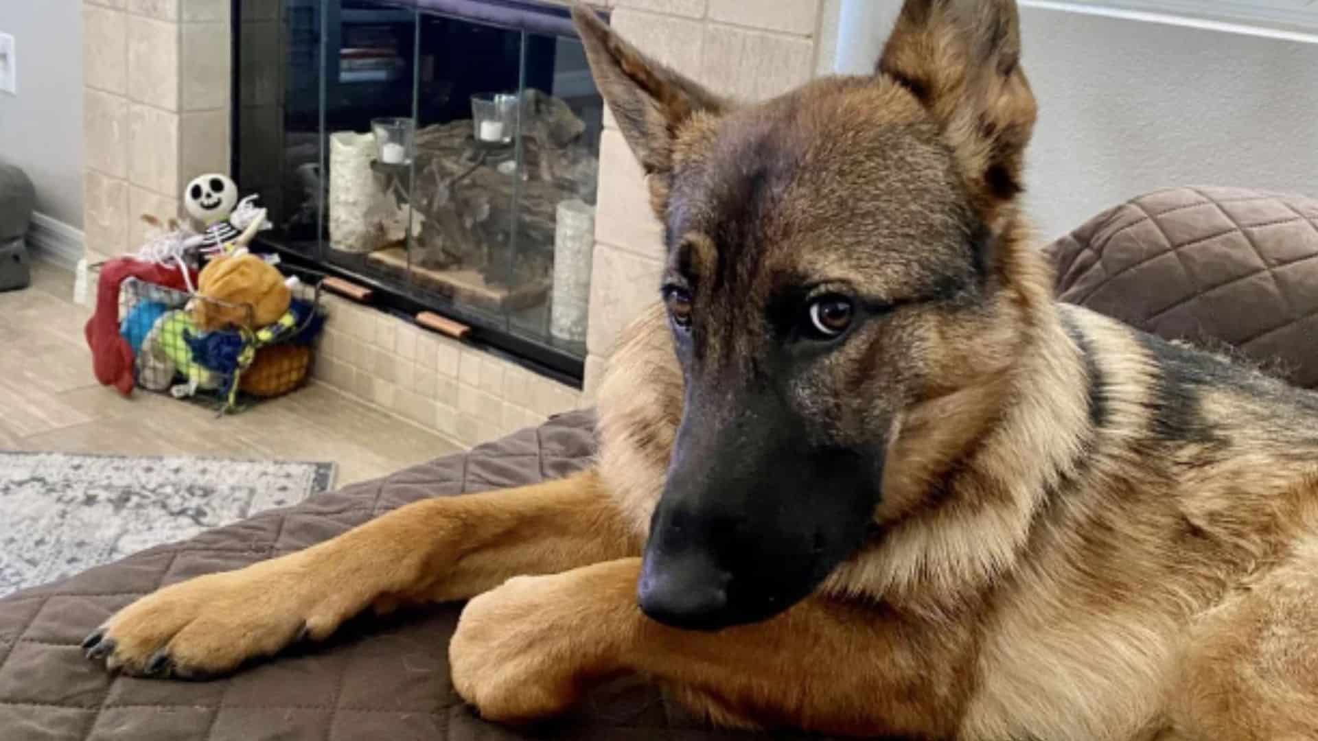 7 Hilarious Reasons Your German Shepherd Gives You That Side Eye