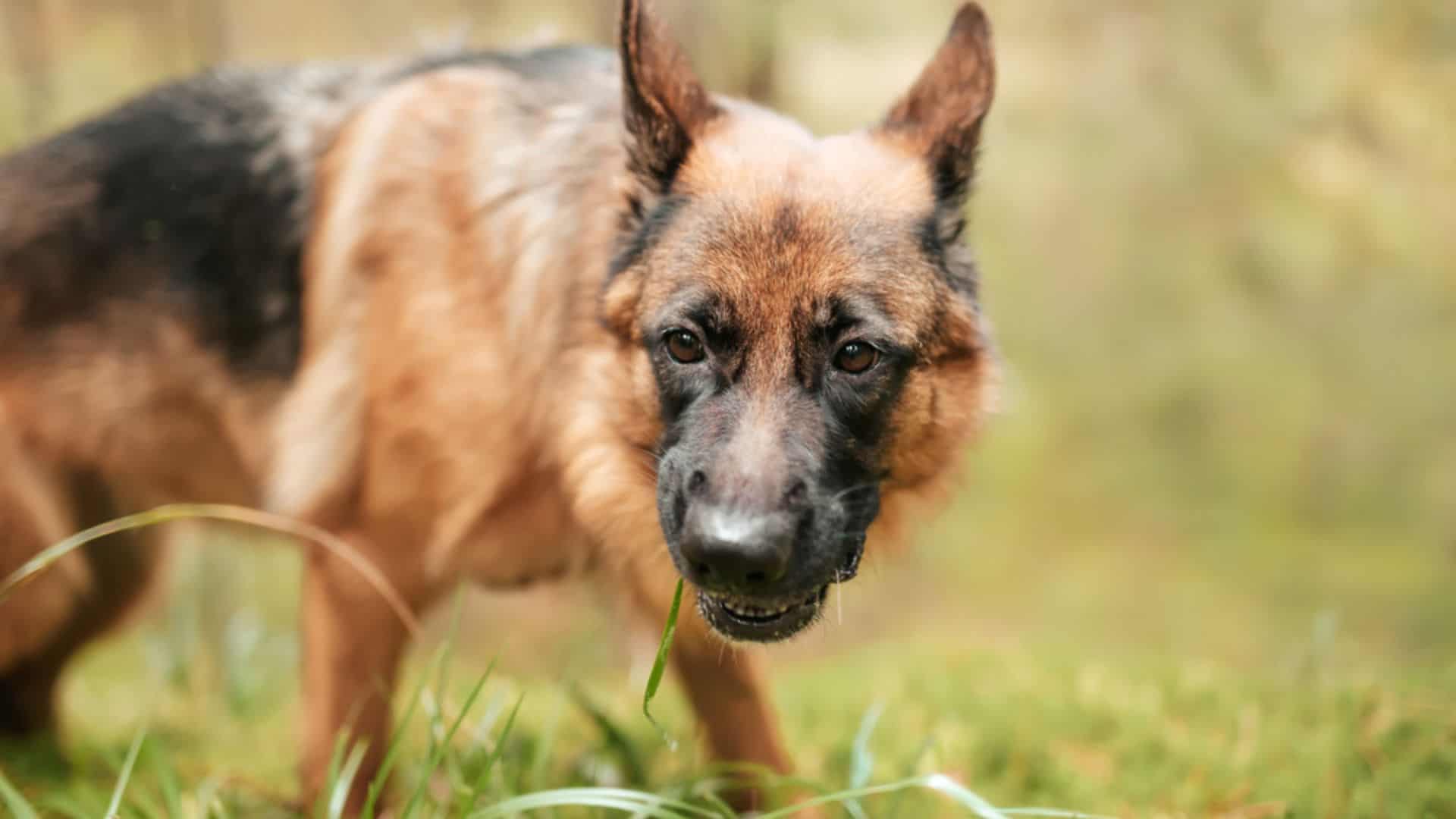 german shepherd dog growling