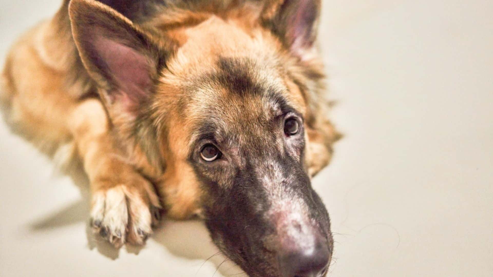 german shepherd dog lying on the floor