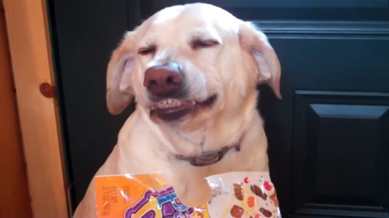dog with a bag of kitty treats