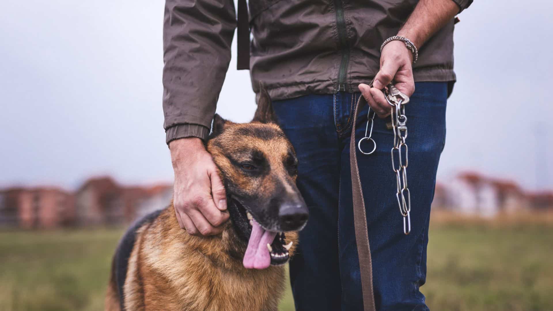 german shepherd rub his face on his owner's leg