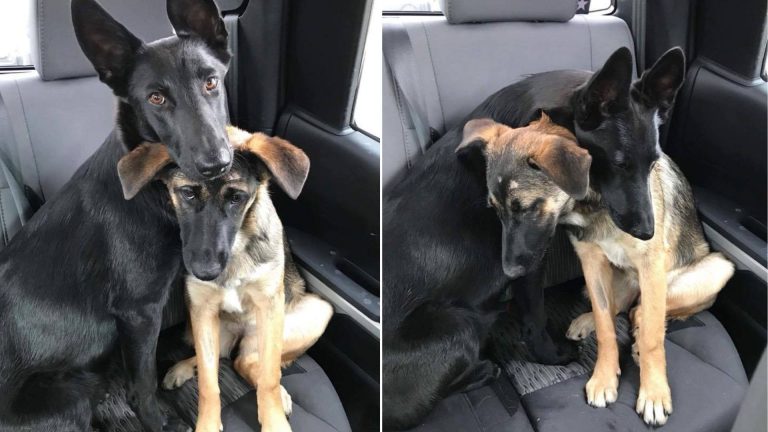 german shepherd dogs in a car