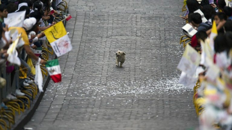 the dog plays the pope