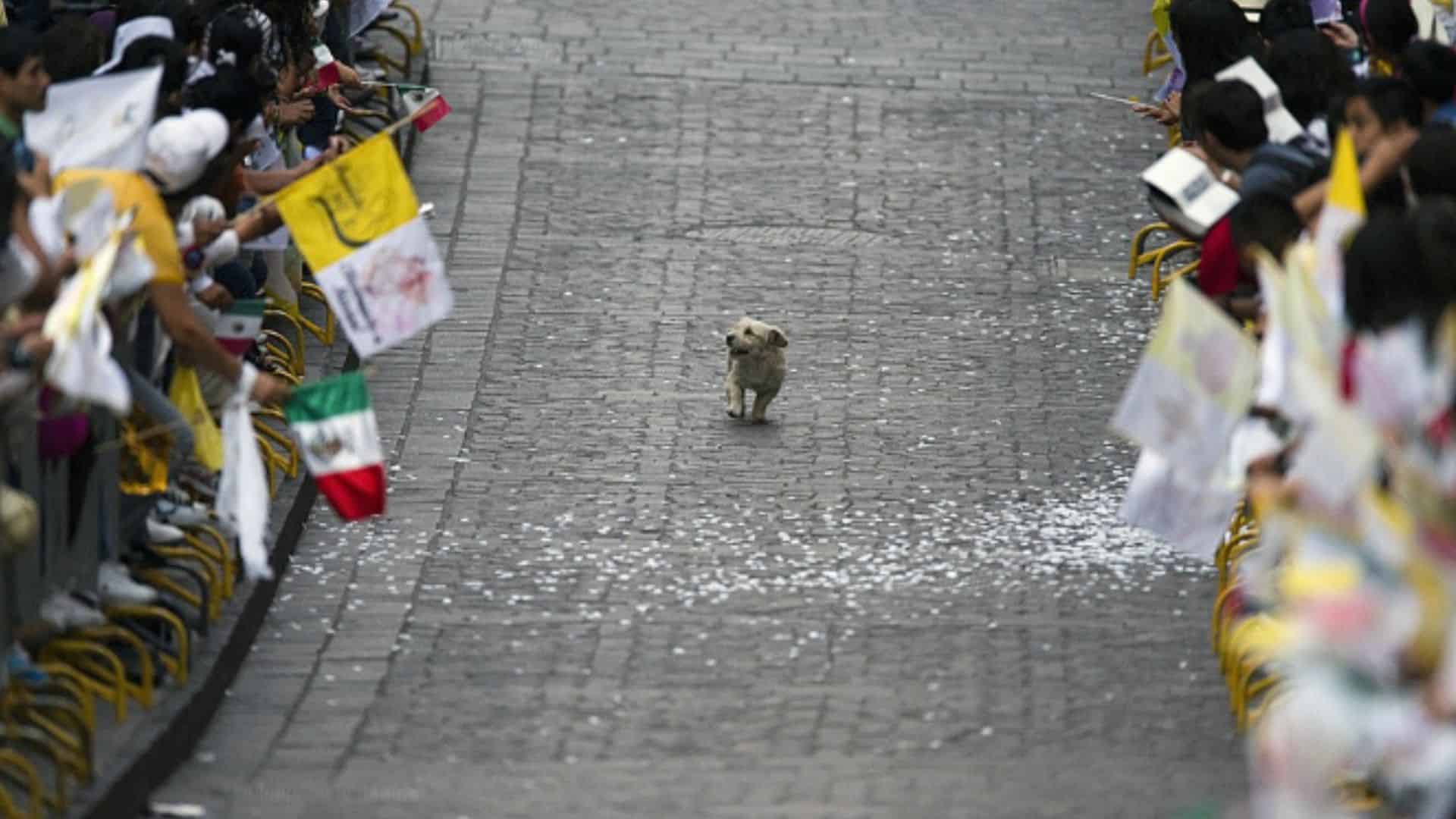 Cute Dog Enthusiastically Steals The Parade And Pupstages The Pope 