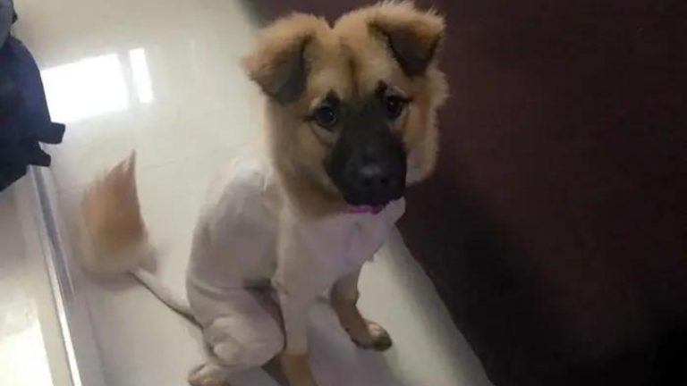 german shepherd dog mix with funny haircut