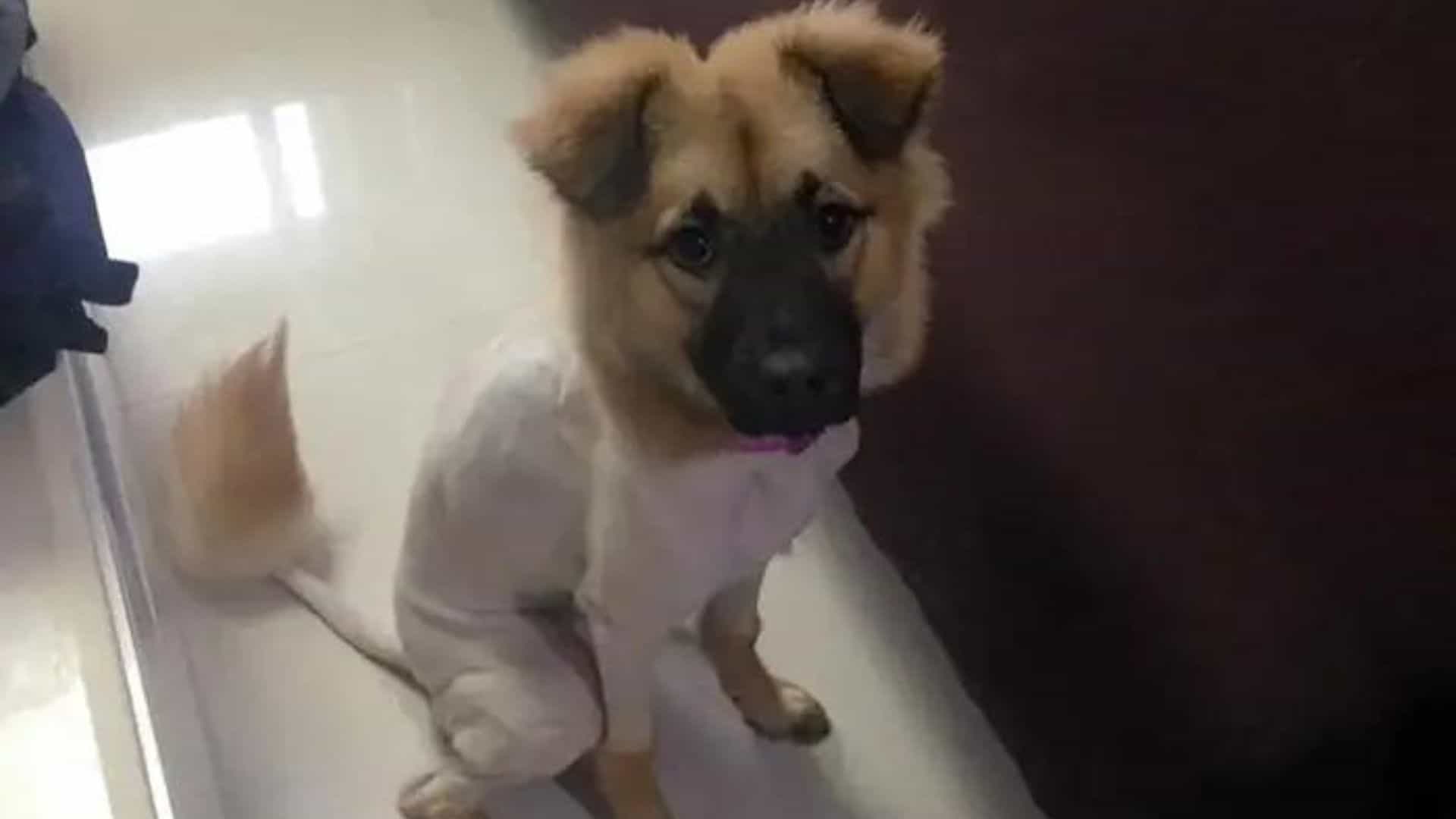 Wait Til You See The Kind Of Haircut This German Shepherd Got