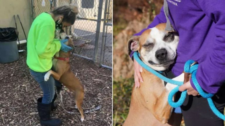 rescued dog Toro hugs a woman