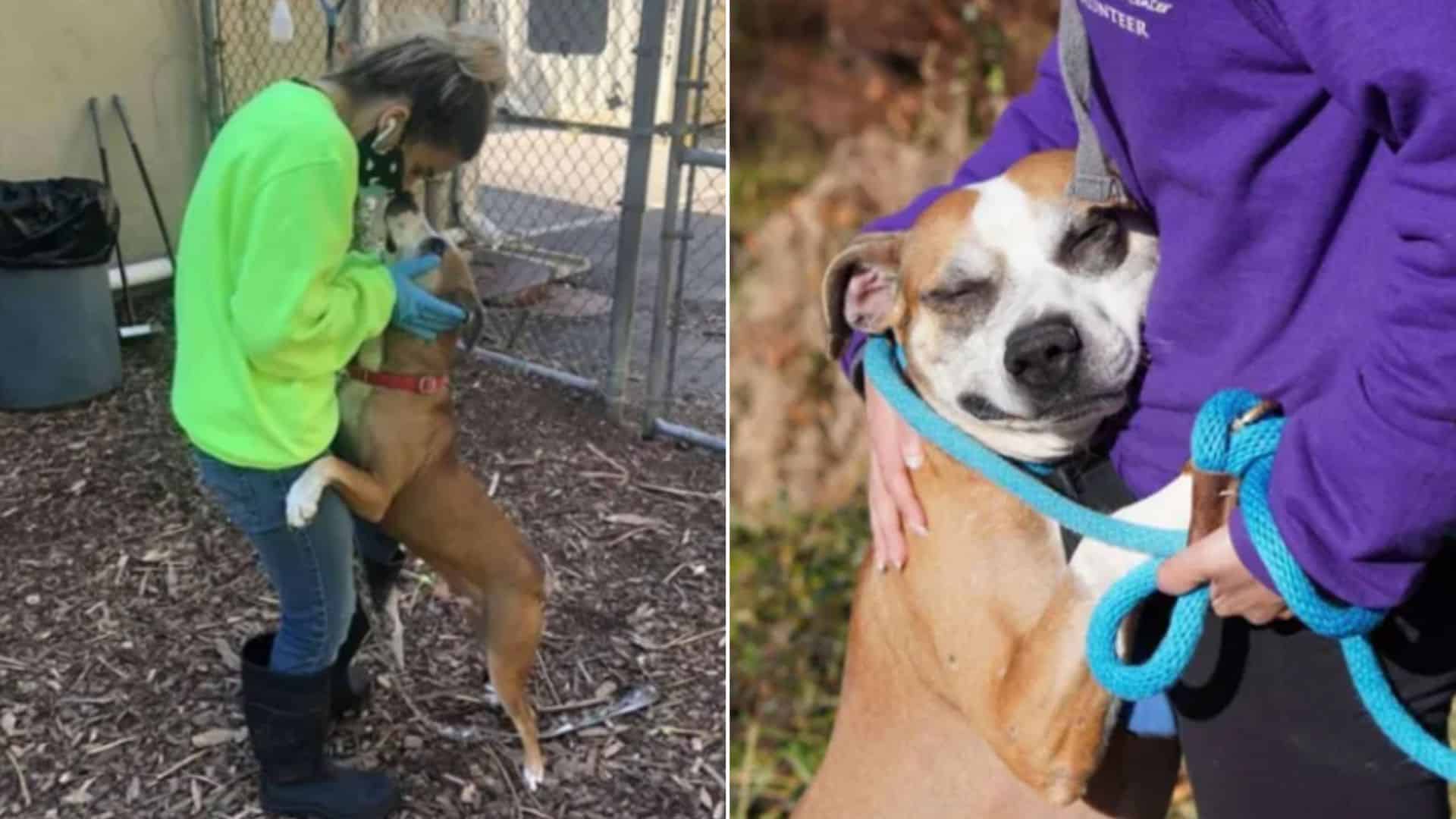 This Adorable Pittie Mix Can’t Stop Hugging People He Meets