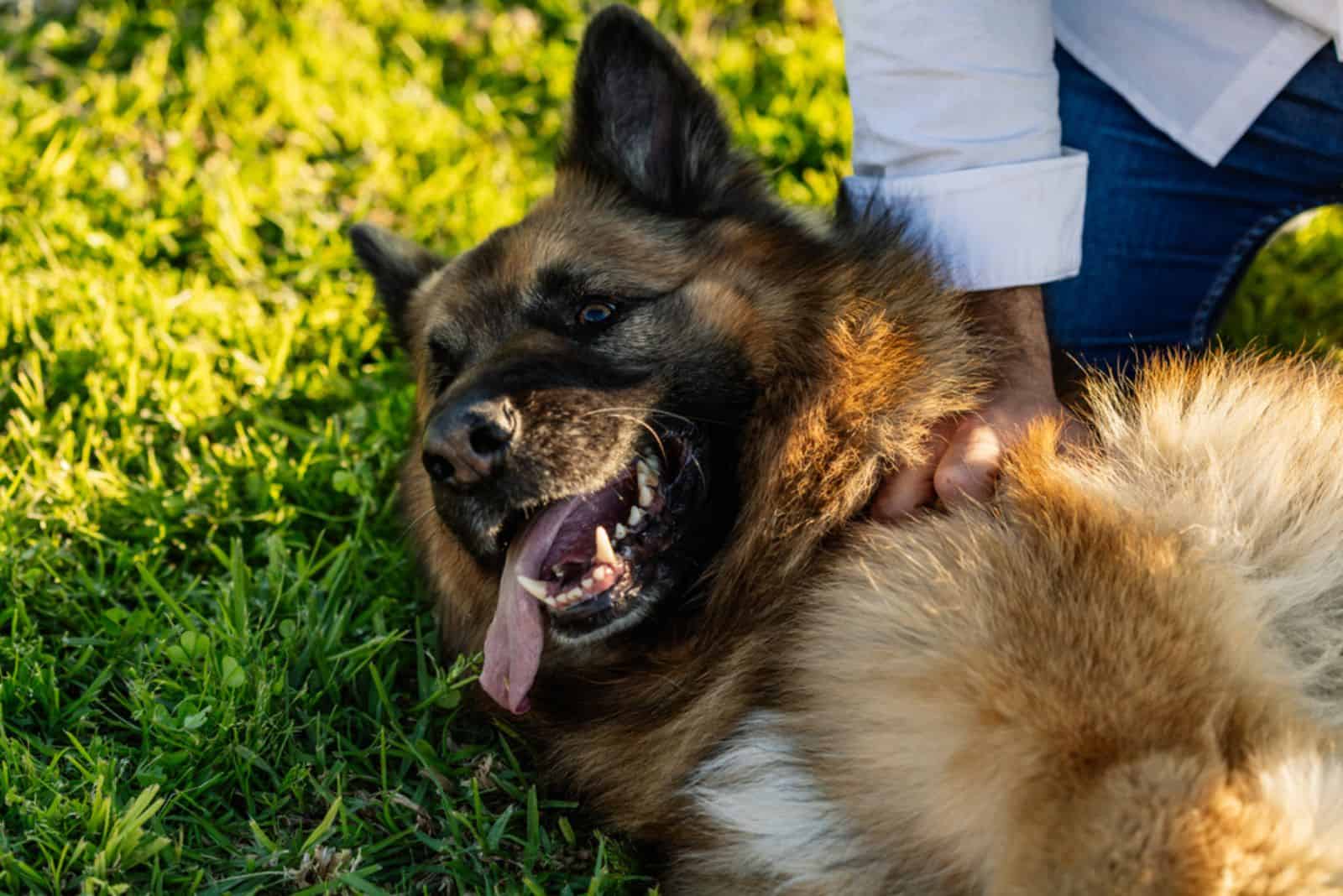 A man playing with his German Shepherd dog