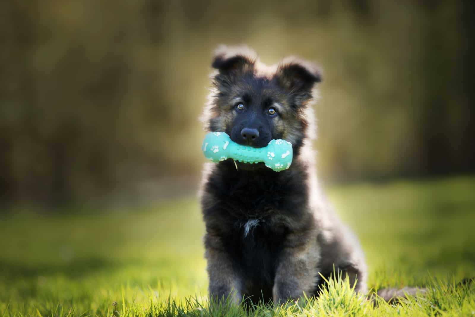 A selective focus shot of an adorable german shepherd puppy with a chew toy