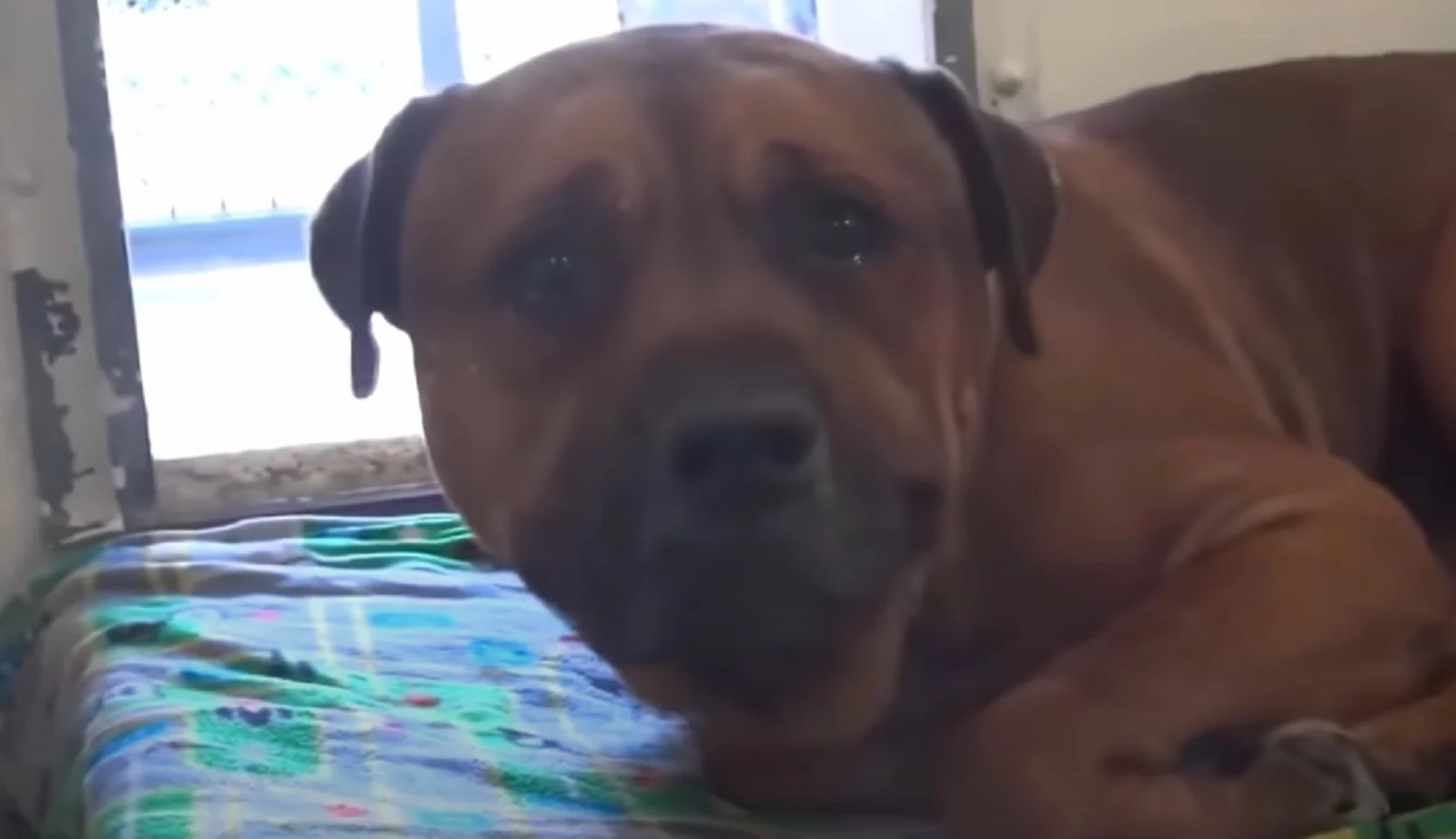 AJ, a mixed breed dog
